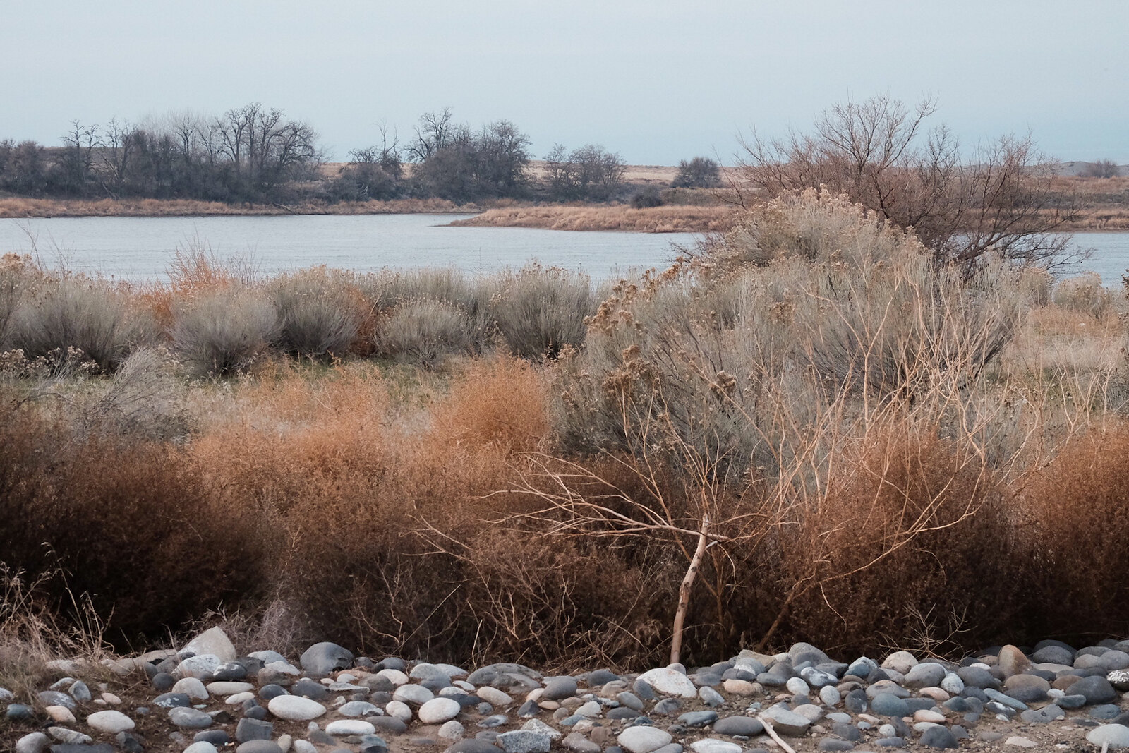 Sage and rabbitbrush along the Columbia River near Richland, Washington